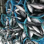 Block IQF Frozen Fresh Bonito Tuna Fish