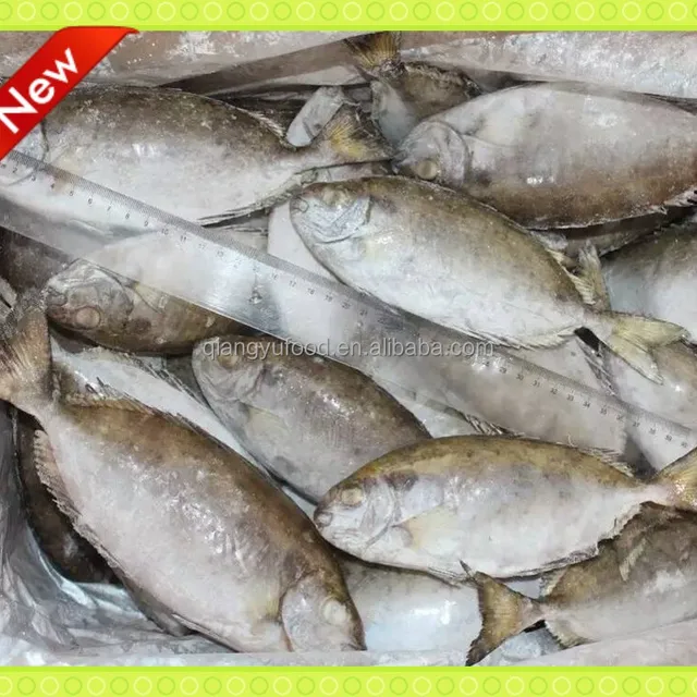siganus rabbit fish