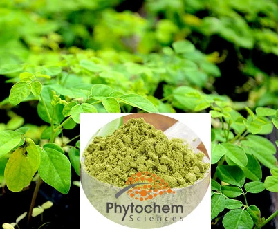 moringa leaves and weight loss