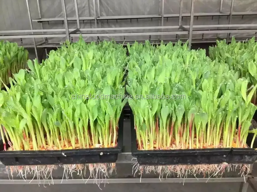 Automatic Germination/Barley Wheat Seeds Germinating Machine/Fodder Sprouting Machine Pasen Machine for Seeds Germ manufacture