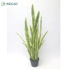 Fashion Design Mini Sansevieria Green Indoor Plant Decoration
