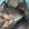 /product-detail/fresh-factory-price-tilapia-fish-live-to-frozen-60767538275.html