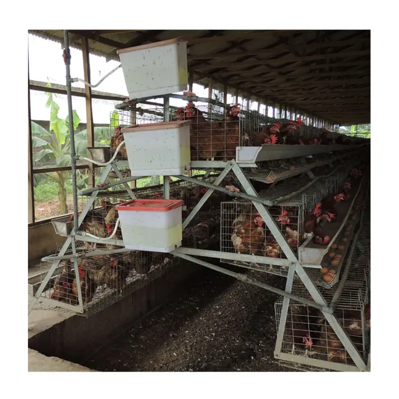 Mejor calidad capa de pollo jaula de aves de corral con todos los accesorios de venta caliente en Tanzania