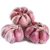 Purple Plant Garlic In Bulk Wholesale