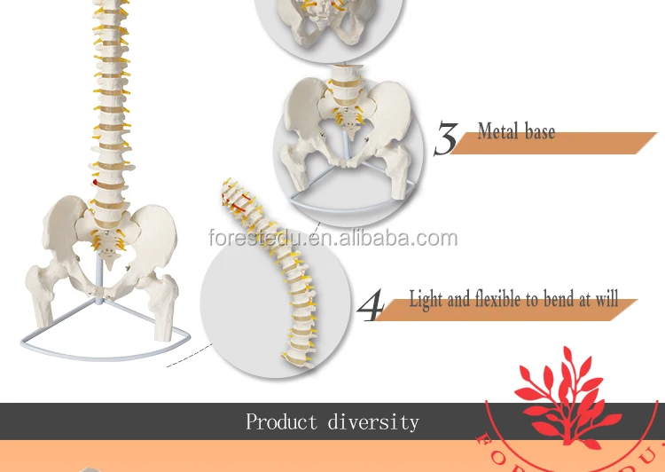 4 spine model.jpg