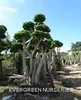 /product-detail/ficus-microcarpa-ficus-bonsai-208583258.html