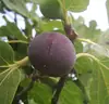 black fig