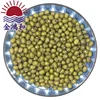 /product-detail/wholesale-export-sell-sprouting-vigna-radiata-myanmar-moong-dal-adzuki-green-mung-beans-price-seeds-extract-uzbekistan-62173900836.html