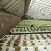 Low cost commercial hot dip galvanized still structure solar agricultural greenhouse for tomatoes , strawberry etc, agriculture