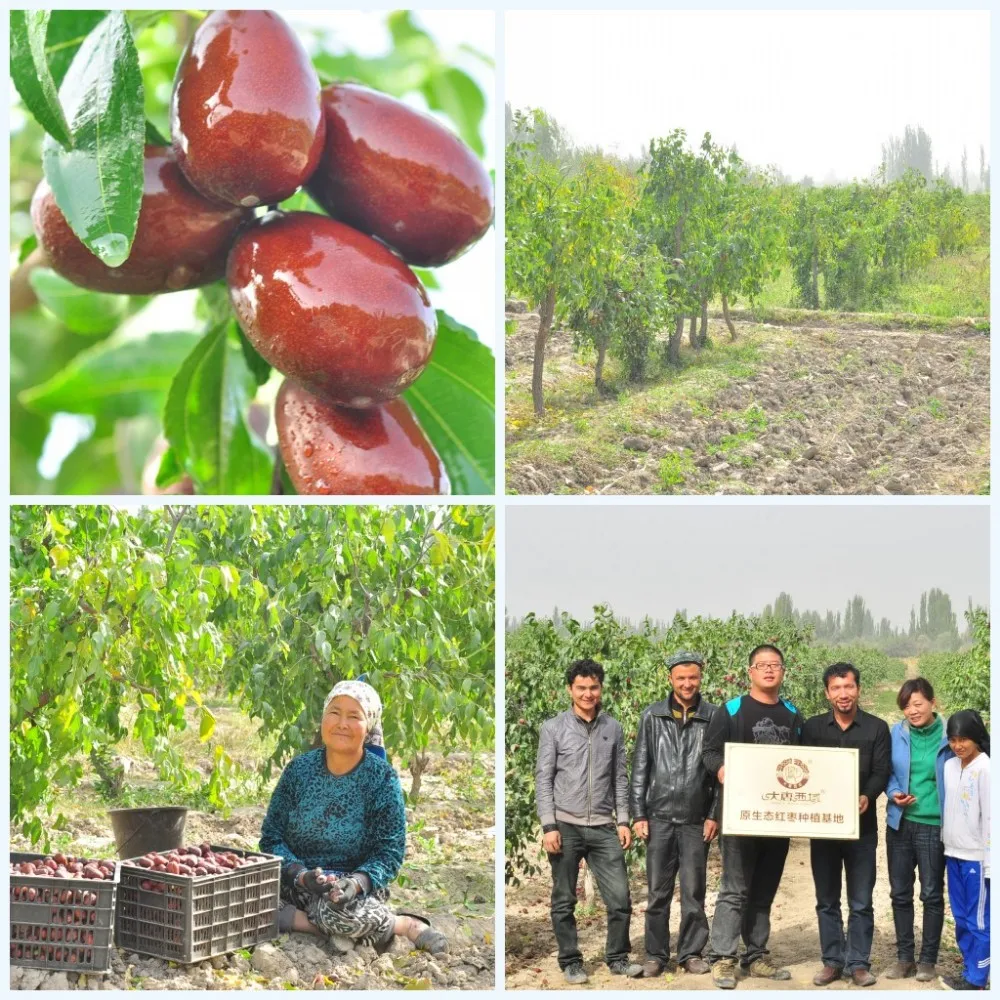 dried jujube
