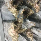 frozen fish black marlin fish 30kg up