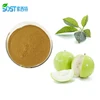 High Quality Freeze Dried Organic Guava Leaf Powder
