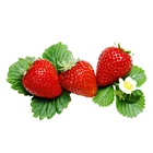 china wholesale Frozen Fruits supply IQF Frozen Strawberry
