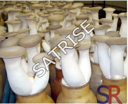 information about mushroom cultivation information about mushroom cultivation