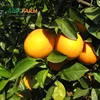 Chinese Honey Orange Wholesale Sweet Oranges