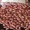 Supply high quality Peanut for sale