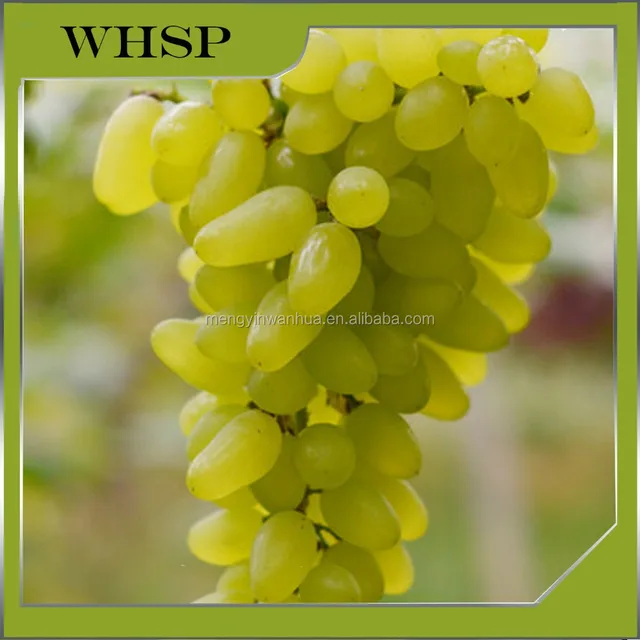 freshgreen grapes for sale