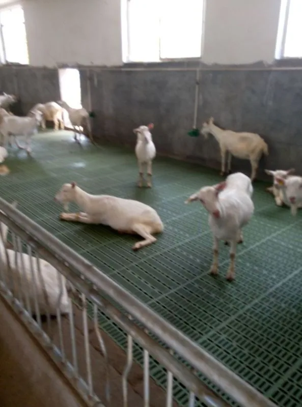 plastic flooring for goat