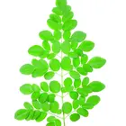 Moringa Oleifera Moringa Original Source Moringa Oleifera Rich In Vitamins Amino Acid Tablets