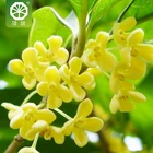 Golden brand natural osmanthus flavor for snack food