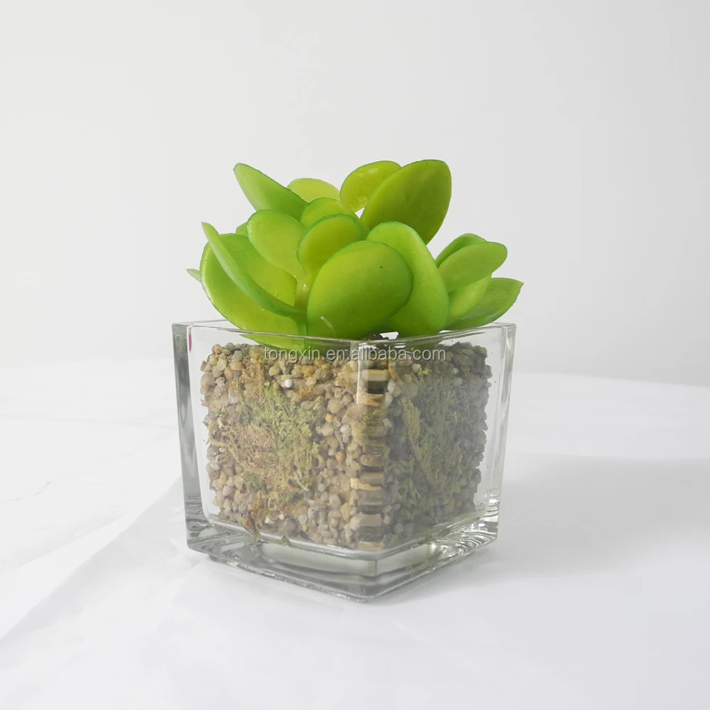 factory direct sell hotel decor green succulent plant with glass factory direct sell hotel decor green succulent plant with glass