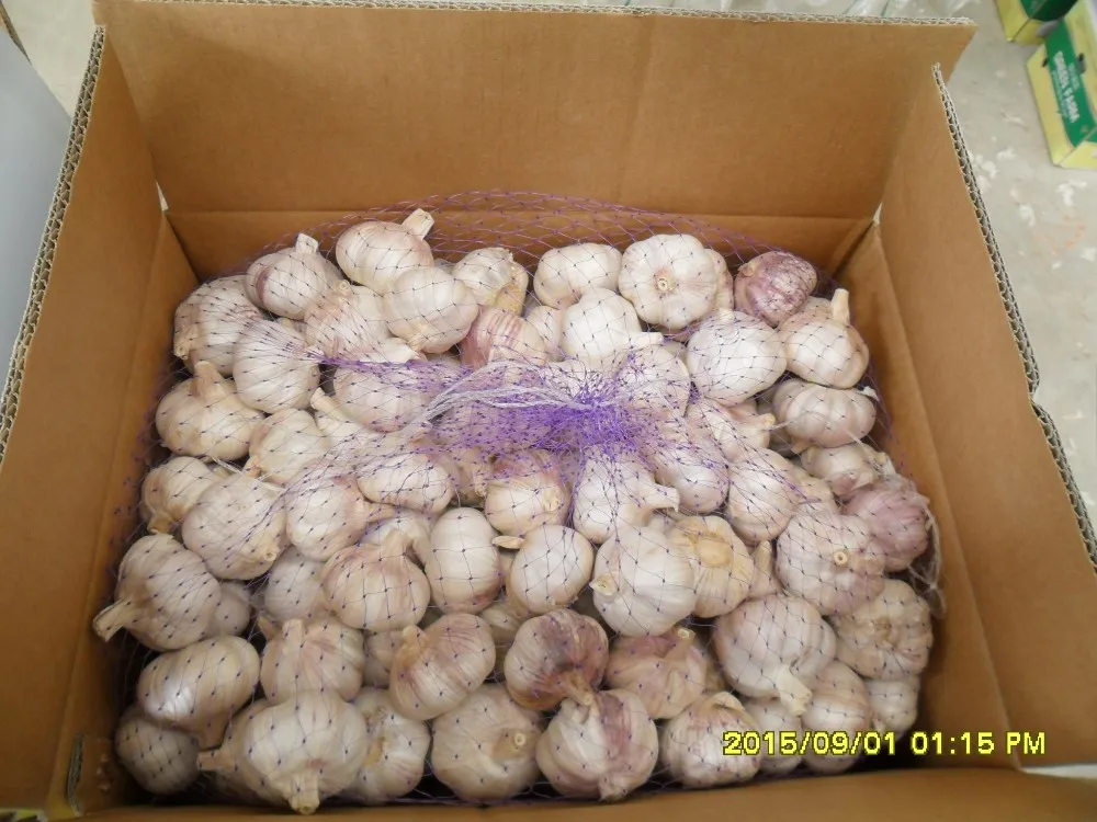 2017 New Corp Grade A Fresh White Chinese Garlic