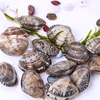 Frozen boiled fresh short neck clam with vacuum package