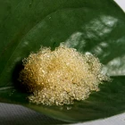 Industrial Grade Strong Acid Cation Ion Exchange Rosin