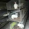 /product-detail/easy-clean-rabbit-lapin-cage-for-industrial-and-commercial-60600854063.html