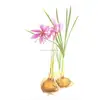 /product-detail/high-quality-saffron-seed-live-bulbs-for-planting-5pcs-60754988626.html