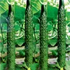 High Yield Crisp Juicy Hybrid F1 Chinese Cucumber Seeds For Sale