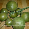 /product-detail/lxy080530-wholesale-fake-coconuts-ornamental-plants-artificial-coconuts-cheap-plastic-coconuts-2013271815.html