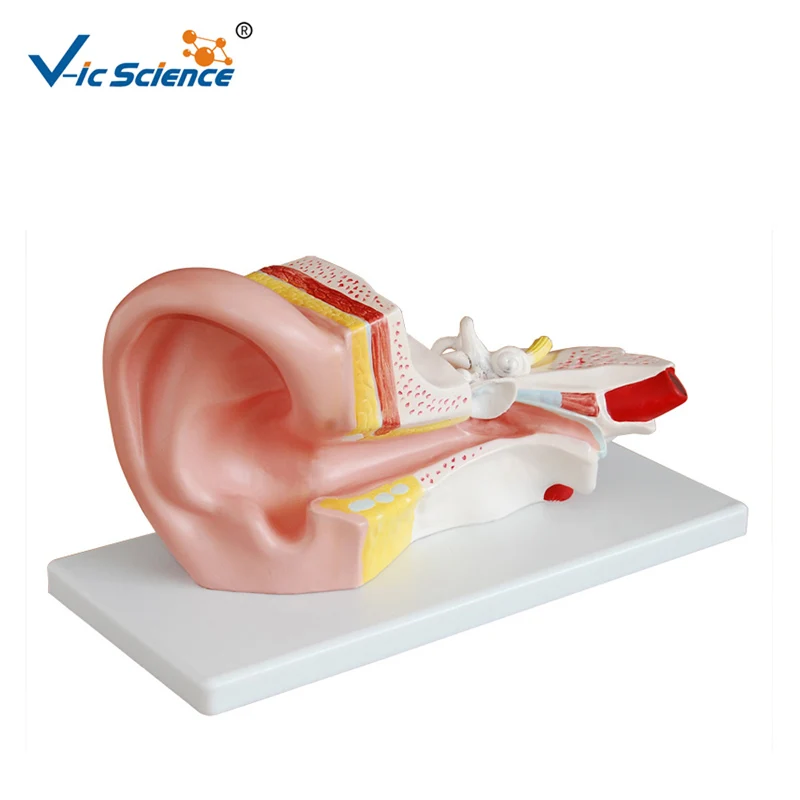 المتقدمة البلاستيك التدريس الطبي تشريح الإنسان ثلاثية الأبعاد نموذج الأذن