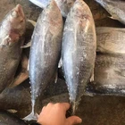 frozen sea foods Tongol tuna as marine food