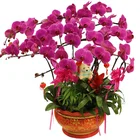 Hu die lan zhong zi beautiful flower Phalaenopsis amabilis seed and Orchids Bonsai Seedling