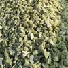green color granite stone for Construction and Real Estate use