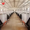 /product-detail/hot-sale-pigs-farming-machine-pigs-house-building-pig-farms-in-africa-60470749927.html