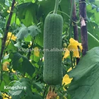 Kingshire Early Maturity Short sponge gourd Seed F1