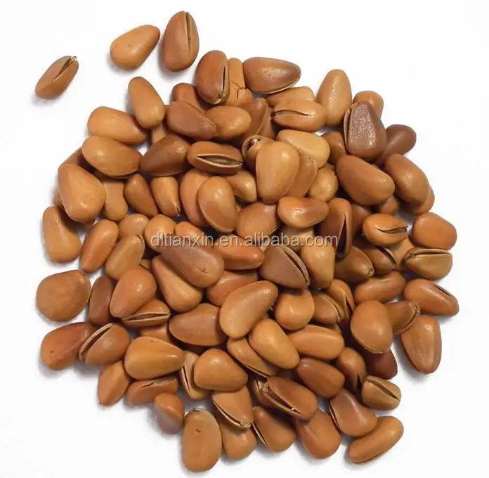 the high quality pine nuts white pine nuts