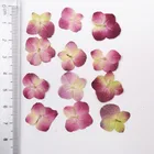 High Quality Various Combination Packages Natural Dried Pressed Flowers
