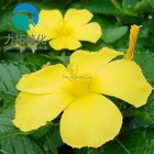 100% Natural Damiana Leaf Extract 100:1 with best quality & competitive price