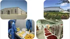 Best quality low fat freeze dried orange dry fruits at lowest price