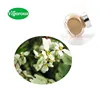 Free sample saxifraga extract Saxifraga sarmentosa powder 15:1High quality saxifraga extract powder