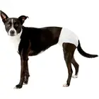 male dog diapers Pet Products Disposable dog diaper