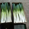 High-quality Chinese Fresh Green Onion