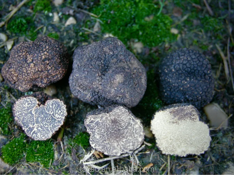Tuber melanosporum sheet truffles mushrooms price sell truffle