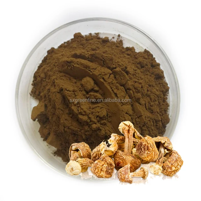 100% natural japan mushroom extract ( red reishi mushroom )