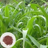 Gaodan Grass High Yield Grass Hybrid Sweet Sorghum Seeds For Agriculture