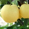 supplier supply export china product for sale chinese fresh pear fruit crown pear