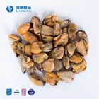 Shellfish Mussel Good Price Top Quality Shellfish Frozen Common Half Shell Mussel